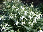 FZ003343 Common snowdrop (Galanthus nivalis) in Oma's garden.jpg